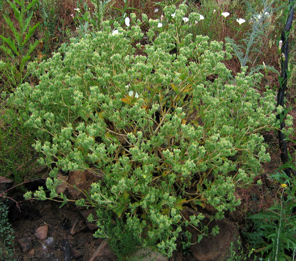 Detailed Picture 7 of Stick-leaf