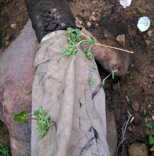 Detailed Picture 9 of Stick-leaf