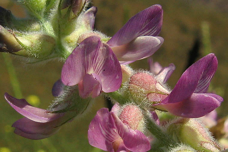 Detailed Picture 1 of Braunton's Rattle-weed