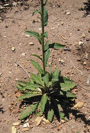 Detailed Picture 6 of Wand Mullein