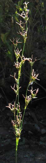 Detailed Picture 4 of Longleaf Rush