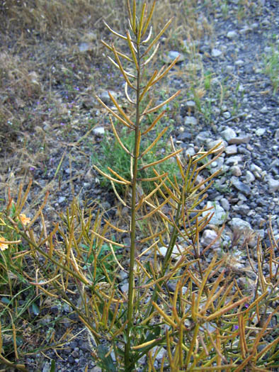 Detailed Picture 6 of Winter Cress
