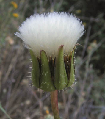 Detailed Picture 3 of Prickly Goldenfleece