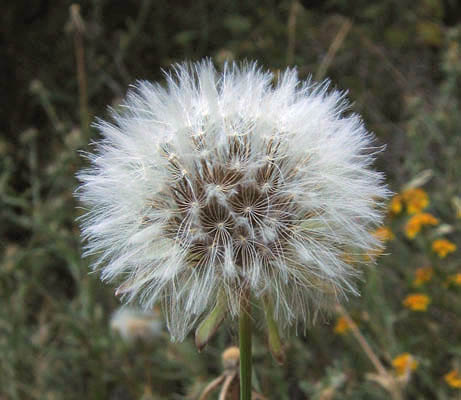 Detailed Picture 7 of Prickly Goldenfleece