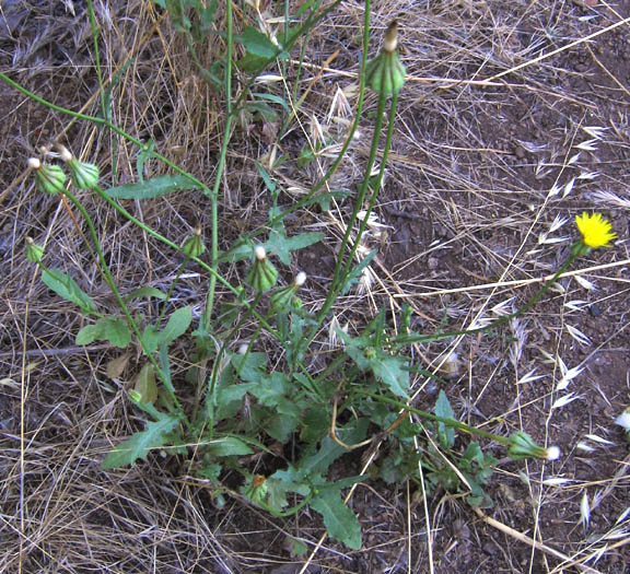 Detailed Picture 4 of Prickly Goldenfleece