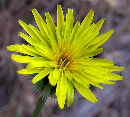 Detailed Picture 1 of Prickly Goldenfleece