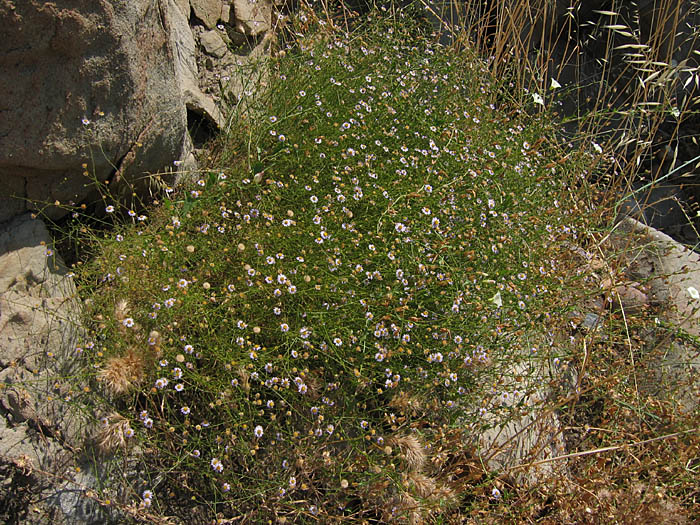 Detailed Picture 4 of Fleabane Aster