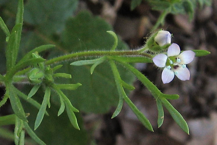 Detailed Picture 2 of Purplespot Gilia