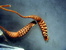 Detailed Picture 9 of Prickly Goldenfleece