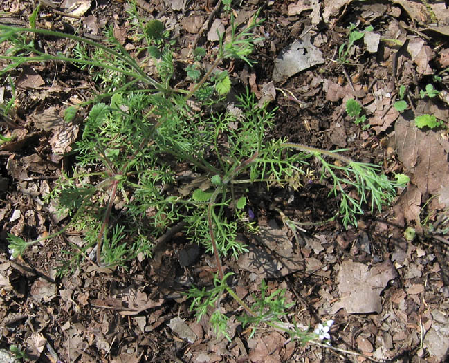 Detailed Picture 3 of Purplespot Gilia