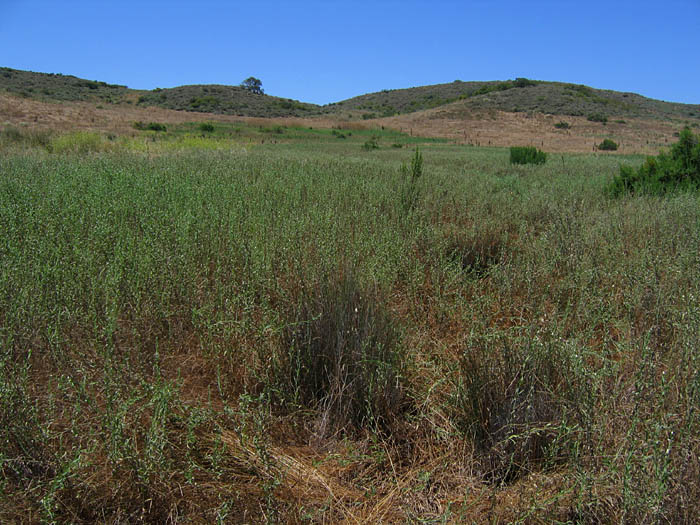 Detailed Picture 4 of Harding Grass