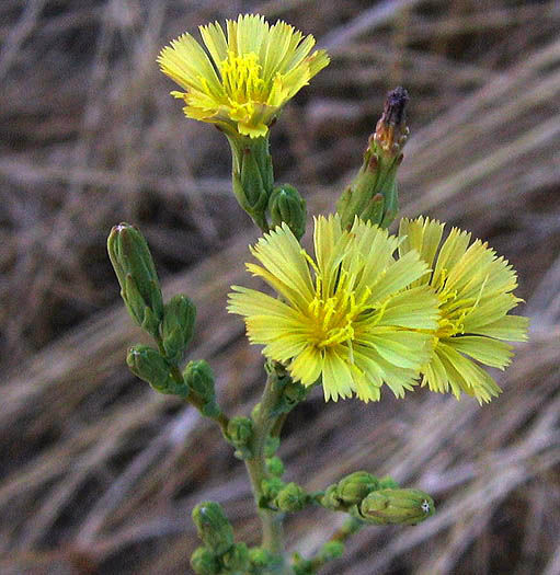 Detailed Picture 3 of Prickly Lettuce