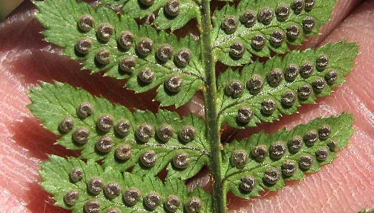 Detailed Picture 6 of Coastal Wood-fern