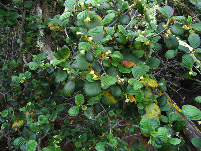 Detailed Picture 4 of Mountain Mahogany