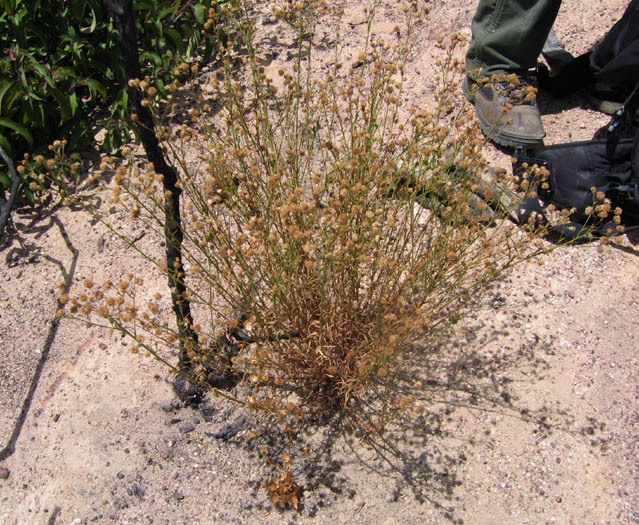 Detailed Picture 6 of Malibu Baccharis