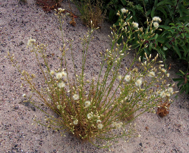 Detailed Picture 5 of Malibu Baccharis