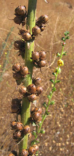 Detailed Picture 7 of Wand Mullein
