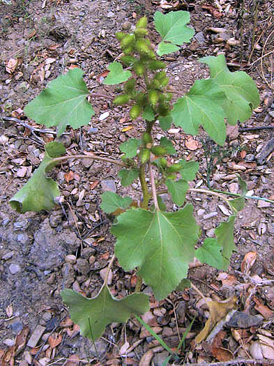 Detailed Picture 3 of Cocklebur