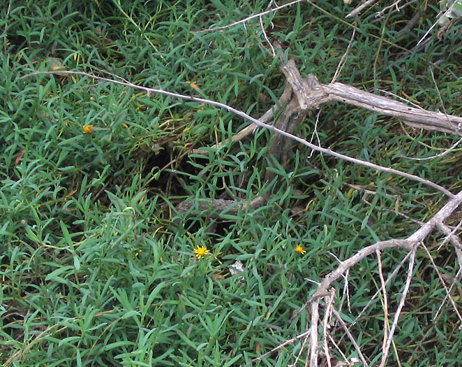 Detailed Picture 6 of Marsh Jaumea