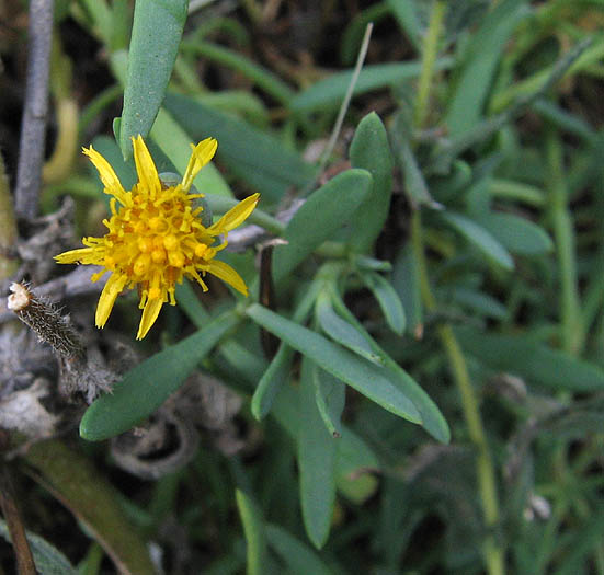 Detailed Picture 3 of Marsh Jaumea