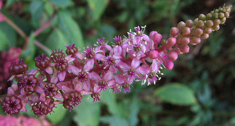 Detailed Picture 2 of American pokeweed