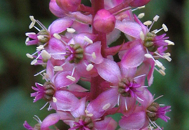Detailed Picture 1 of American pokeweed