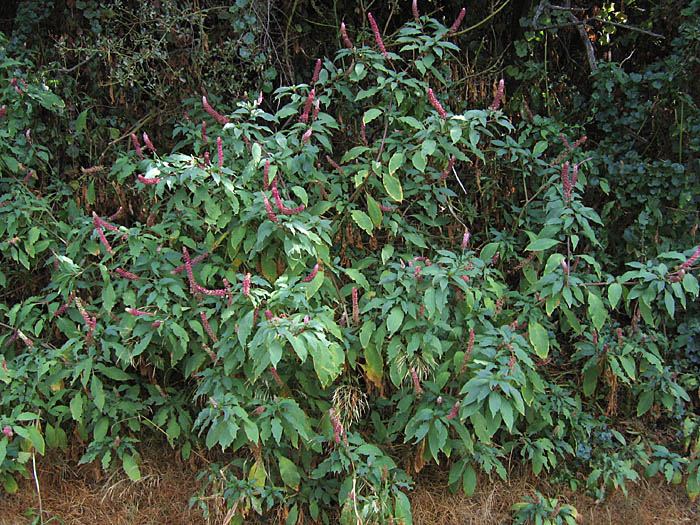 Detailed Picture 4 of American pokeweed