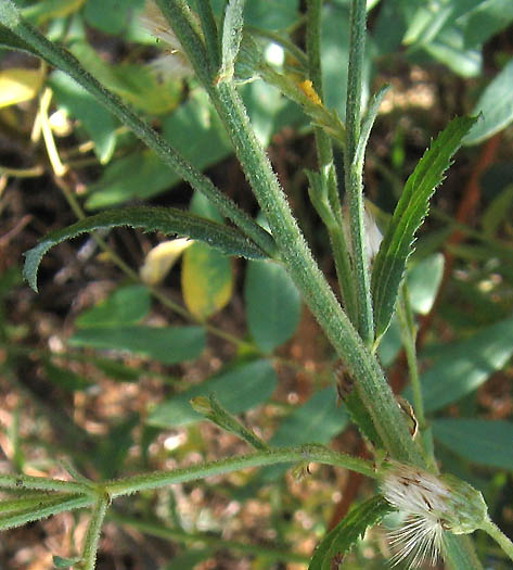 Detailed Picture 4 of Plummer's Baccharis