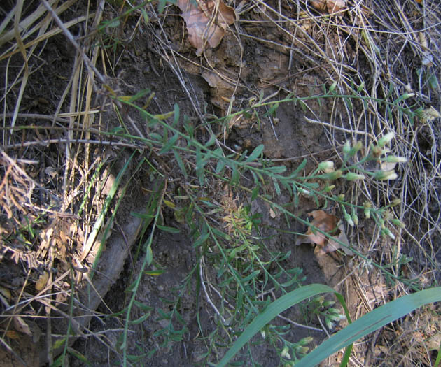 Detailed Picture 3 of Plummer's Baccharis