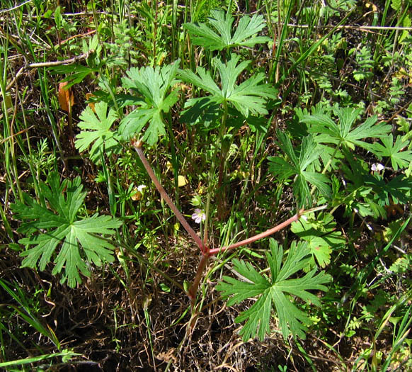 Detailed Picture 2 of Carolina Geranium