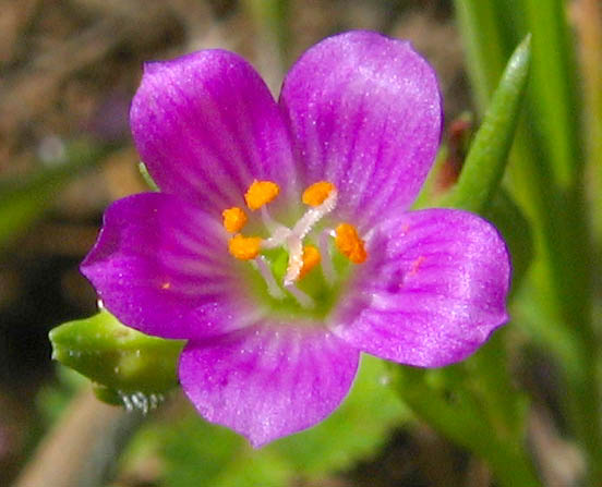 Detailed Picture 1 of Red Maids