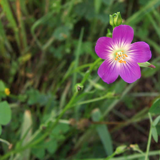 Detailed Picture 2 of Red Maids