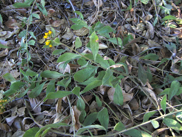 Detailed Picture 4 of California Goldenrod