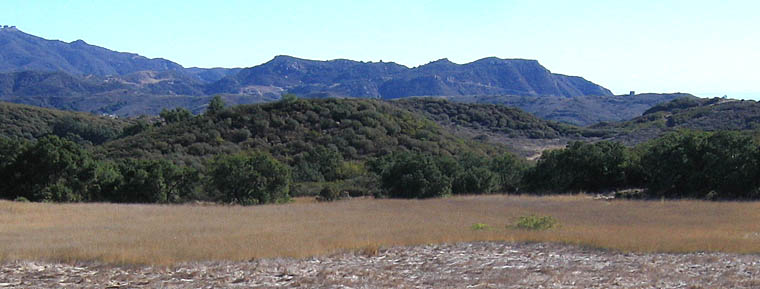 Detailed Picture 5 of Harding Grass