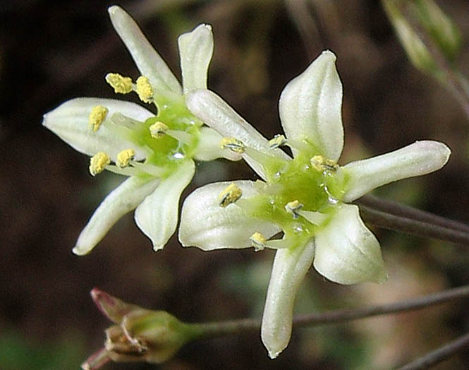 Detailed Picture 1 of Common Muilla
