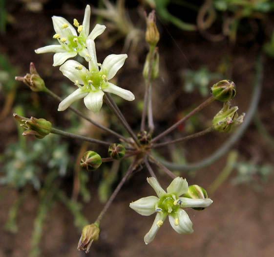 Detailed Picture 3 of Common Muilla