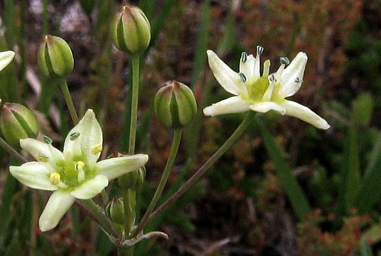 Detailed Picture 2 of Common Muilla