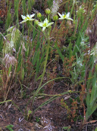 Detailed Picture 4 of Common Muilla