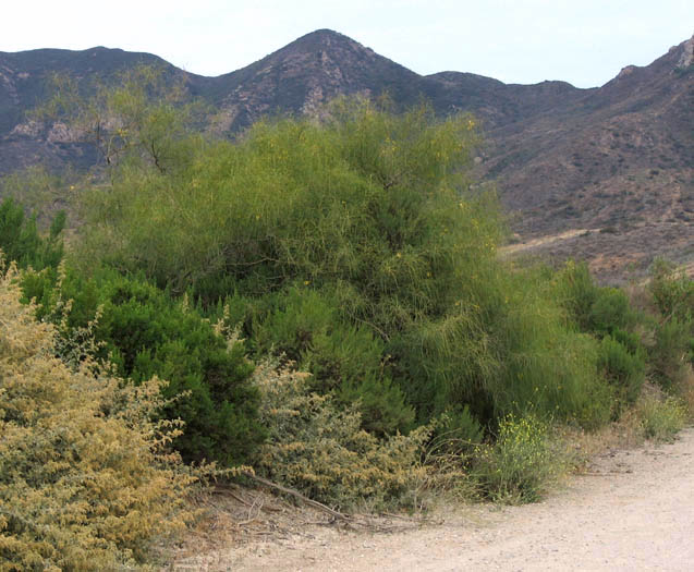 Detailed Picture 5 of Mexican Palo Verde
