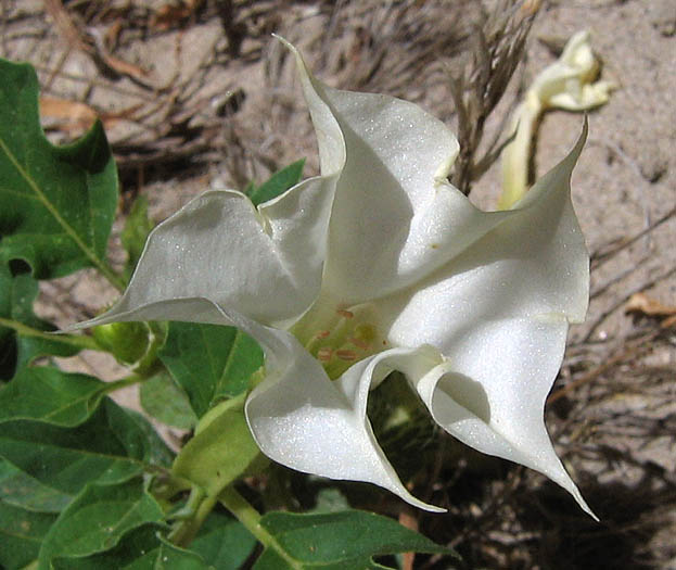 Detailed Picture 1 of Jimson Weed