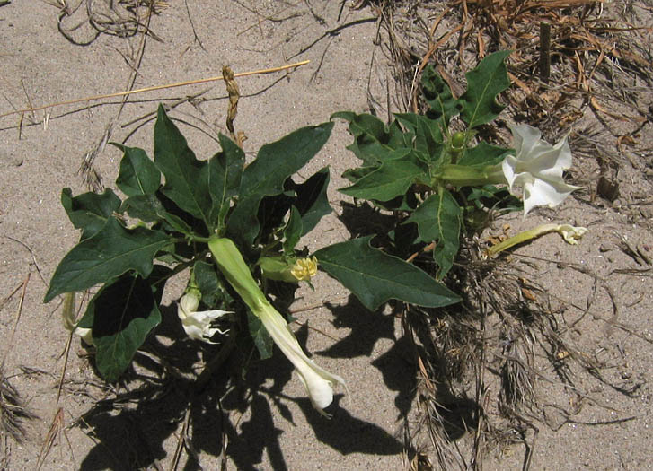 Detailed Picture 3 of Jimson Weed