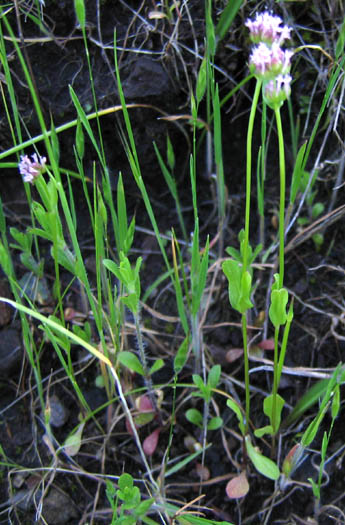 Detailed Picture 6 of Long-spurred Plectritic
