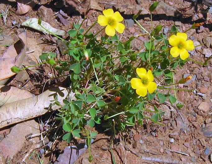 Detailed Picture 3 of Oxalis