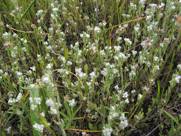 Detailed Picture 3 of Slender Cotton Weed