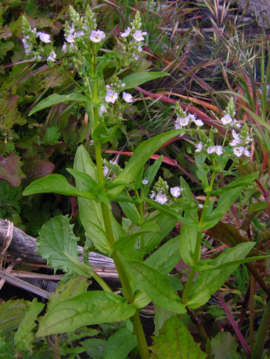 Detailed Picture 4 of Water Speedwell