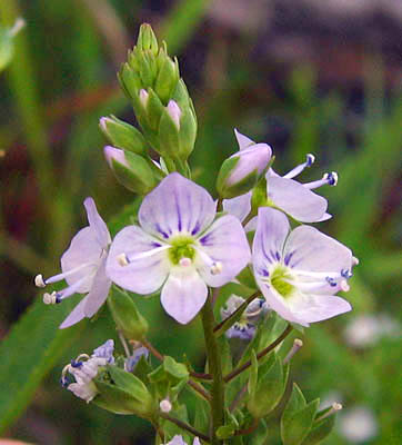 Detailed Picture 3 of Water Speedwell