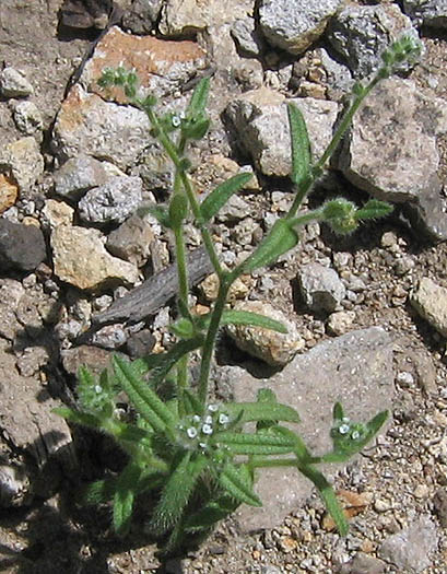 Detailed Picture 4 of Minute-flowered Popcorn Flower