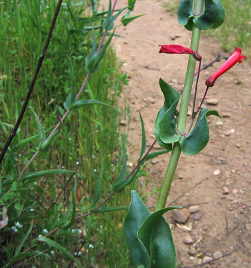 Detailed Picture 4 of Scarlet Bugler