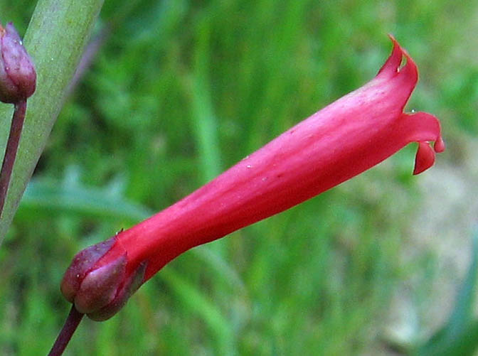 Detailed Picture 1 of Scarlet Bugler