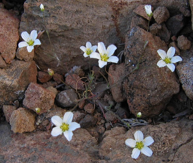 Detailed Picture 6 of Douglas' Sandwort